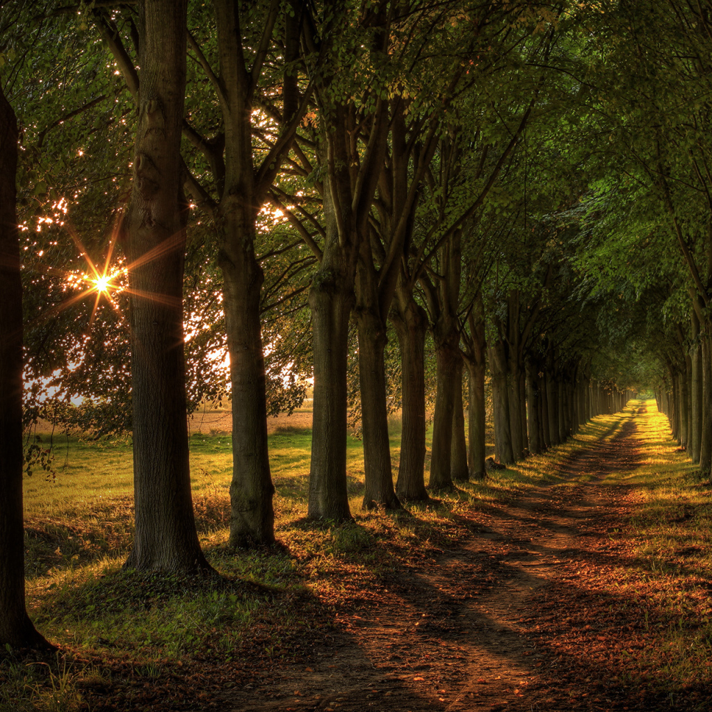 Аллея из деревьев
