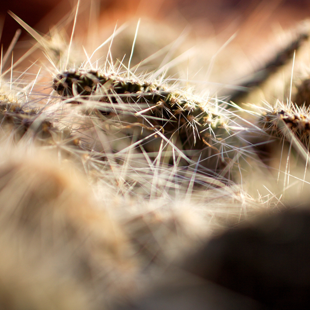 Колючки кактуса