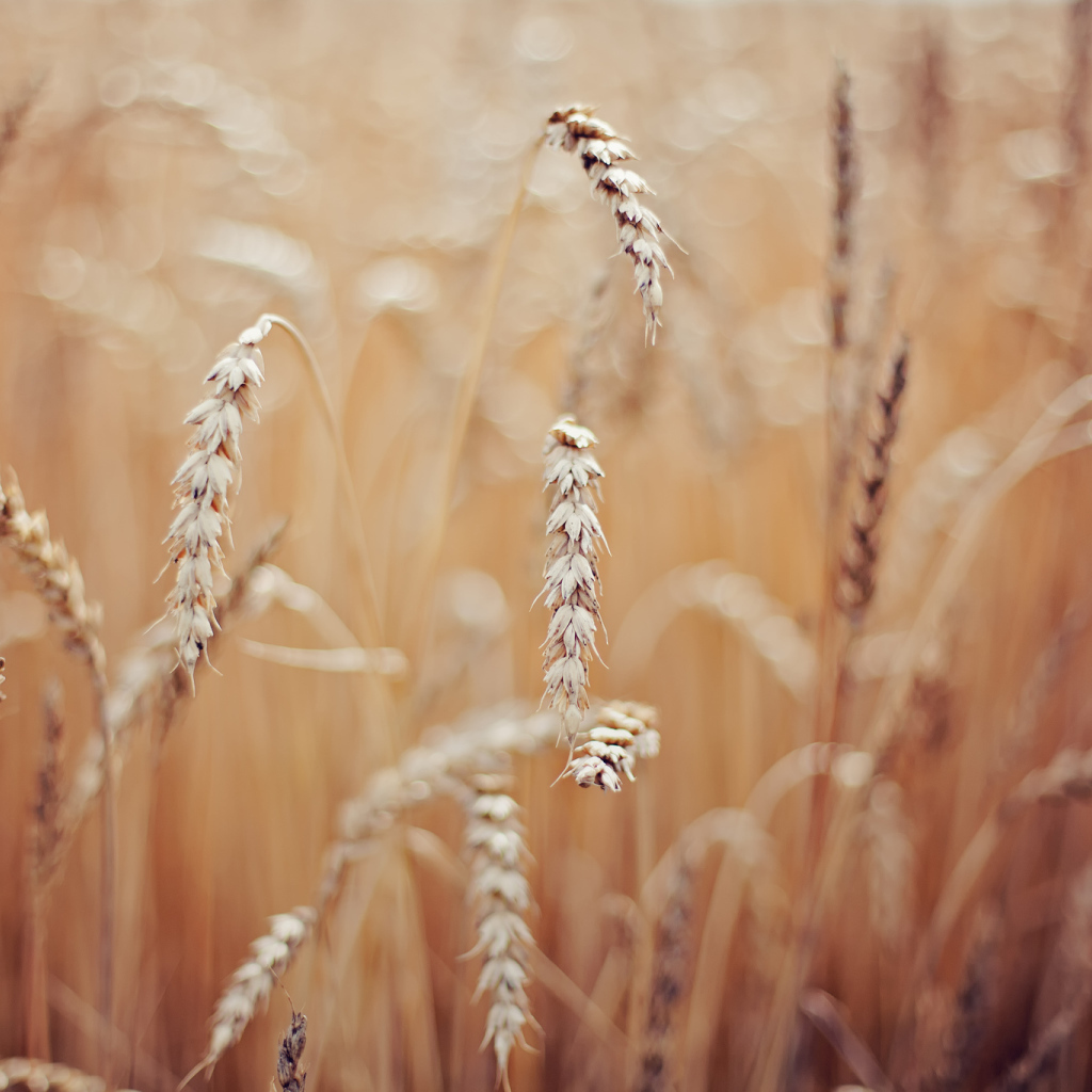 Колоски пшеницы