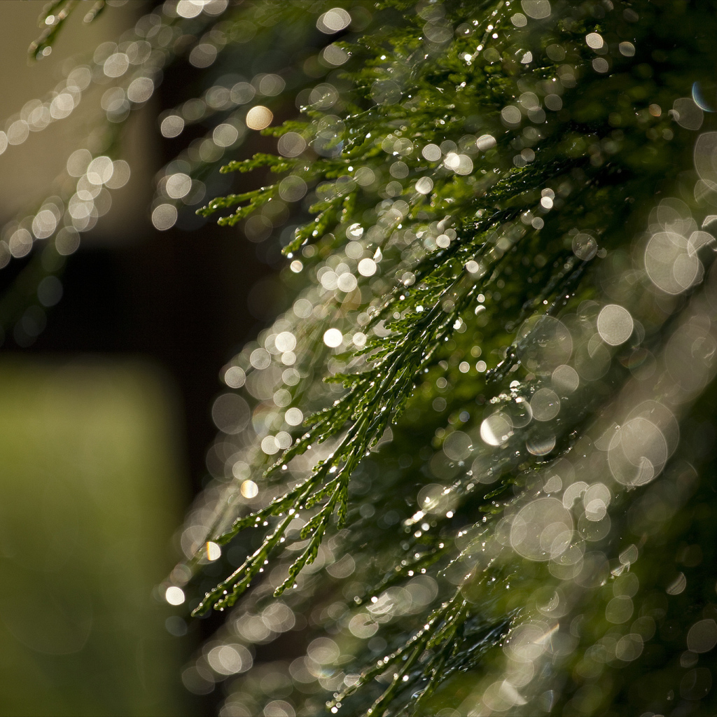 Блики росы на ветках