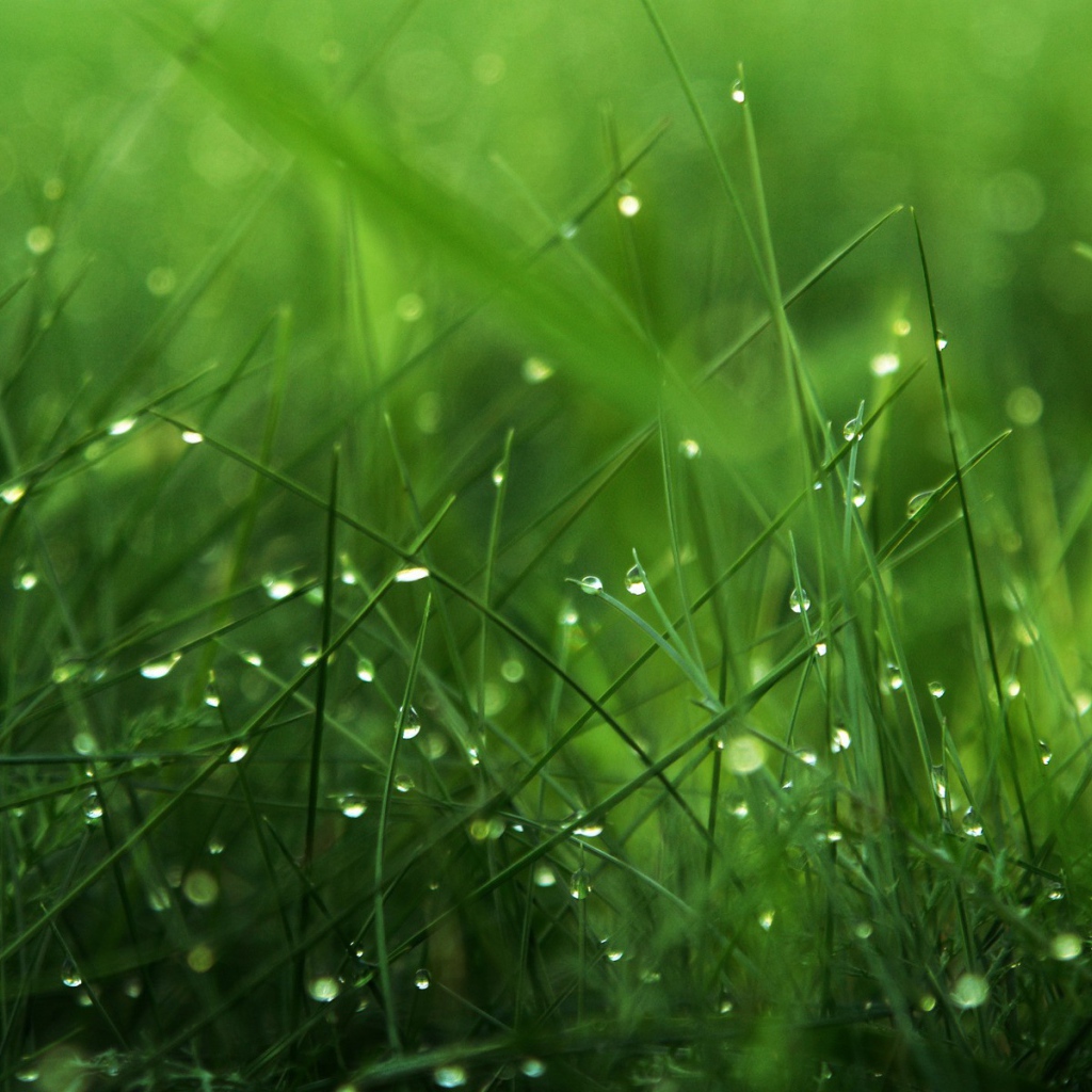 Трава в утренней росе