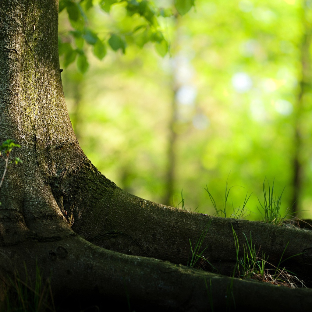 Корни большого дерева