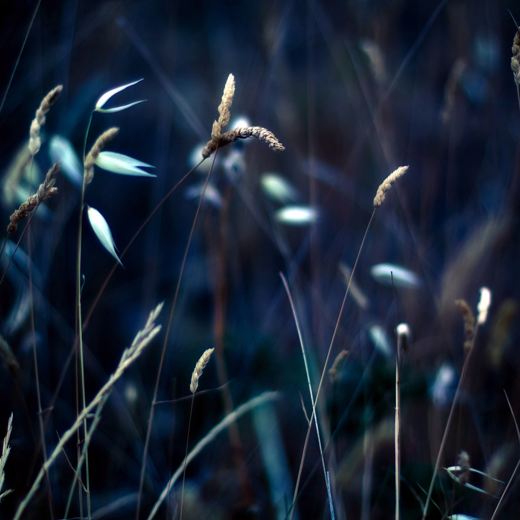 Колоски на траве