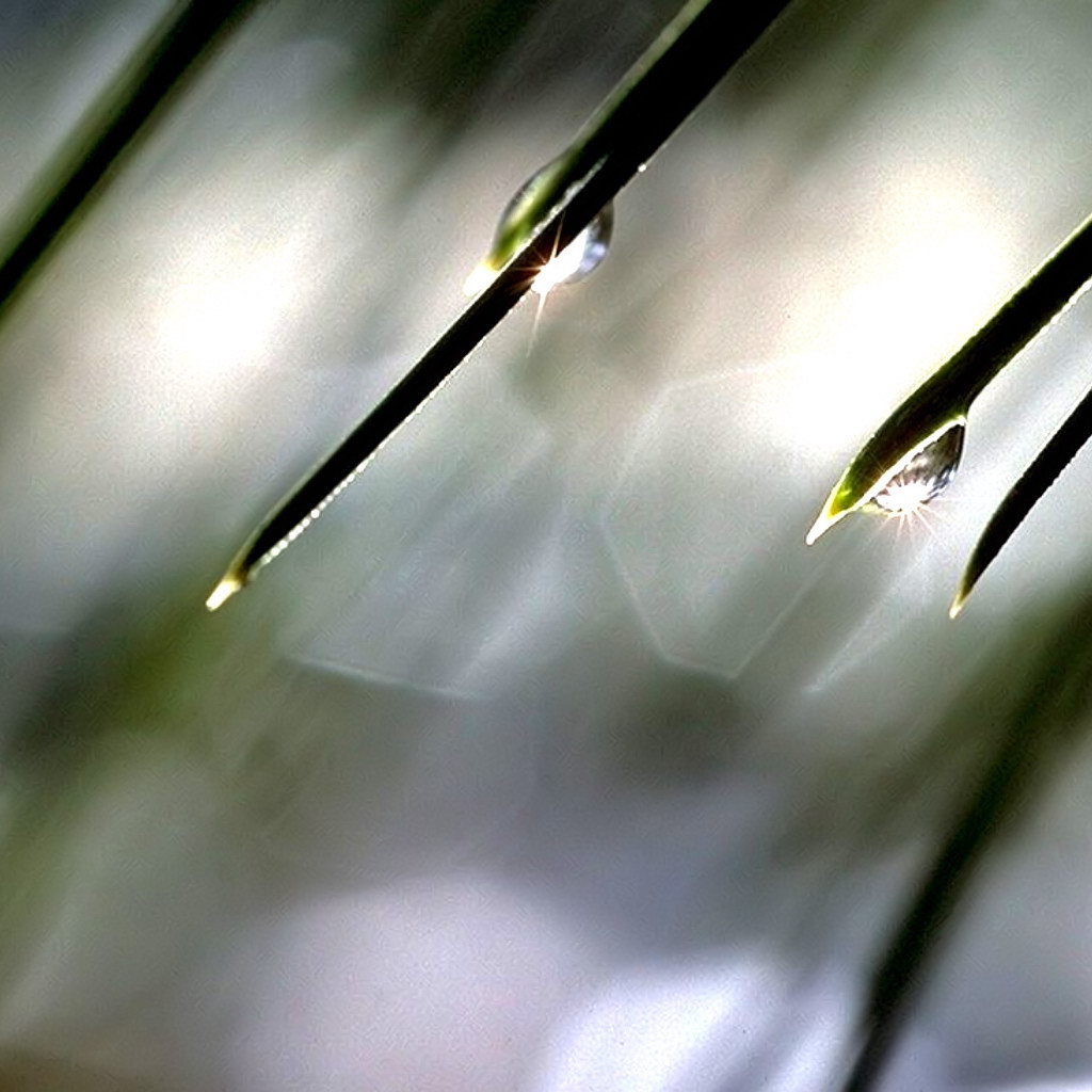 Солнце в каплях росы