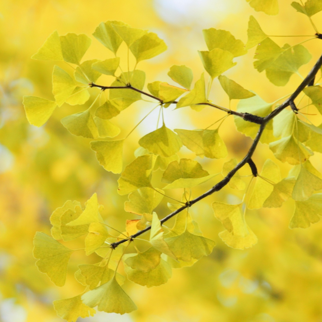 Дерево Гинко Билоба