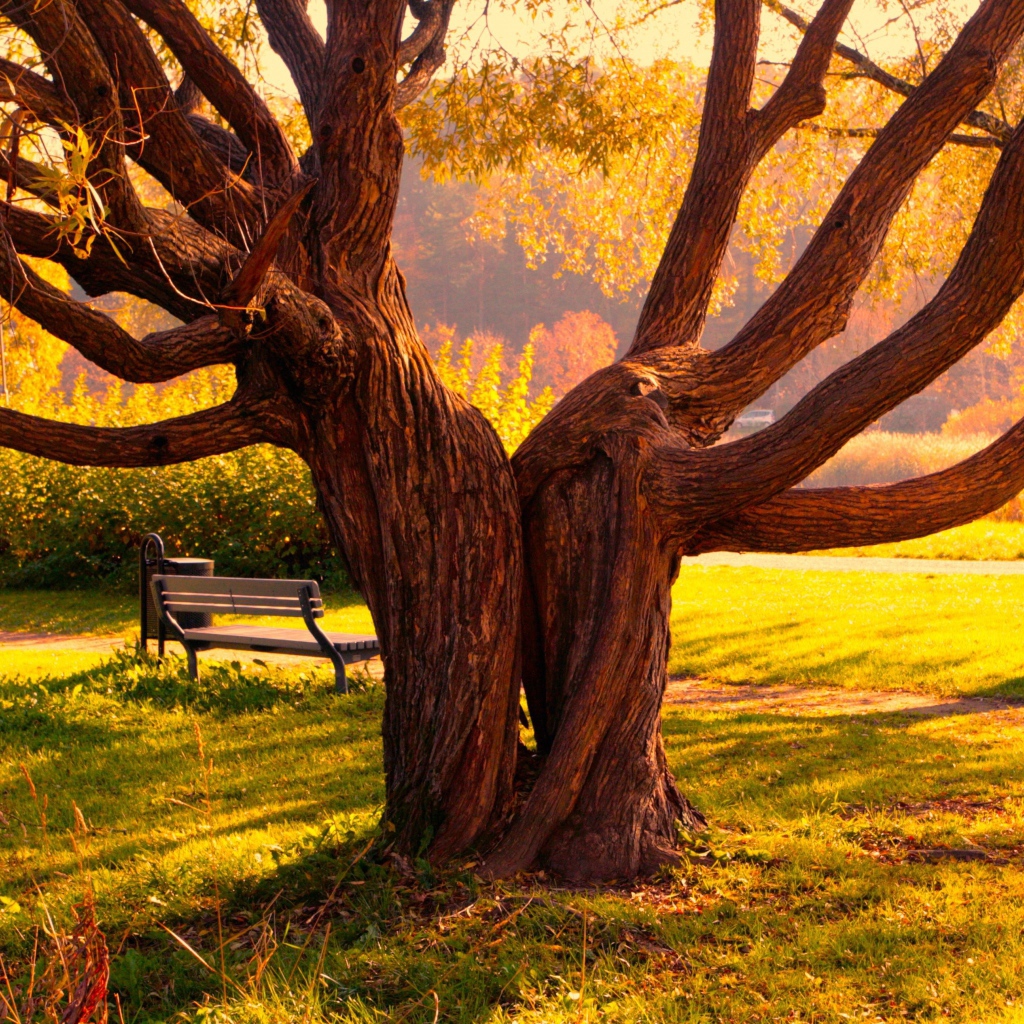 Деревья близнецы