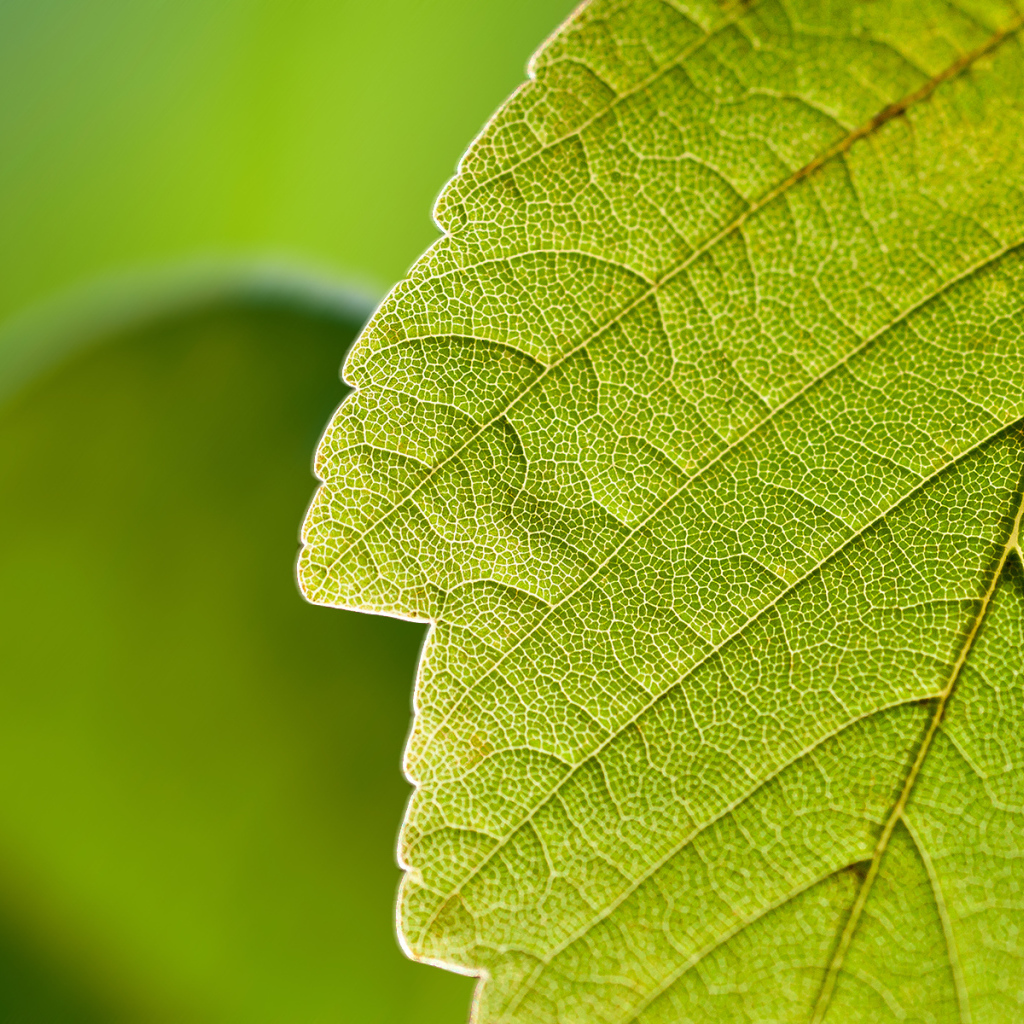 Прожилки листа