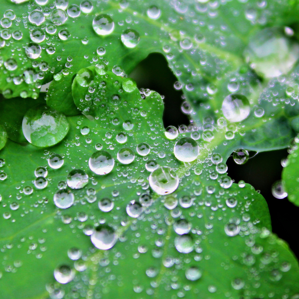 Капли воды на листьях