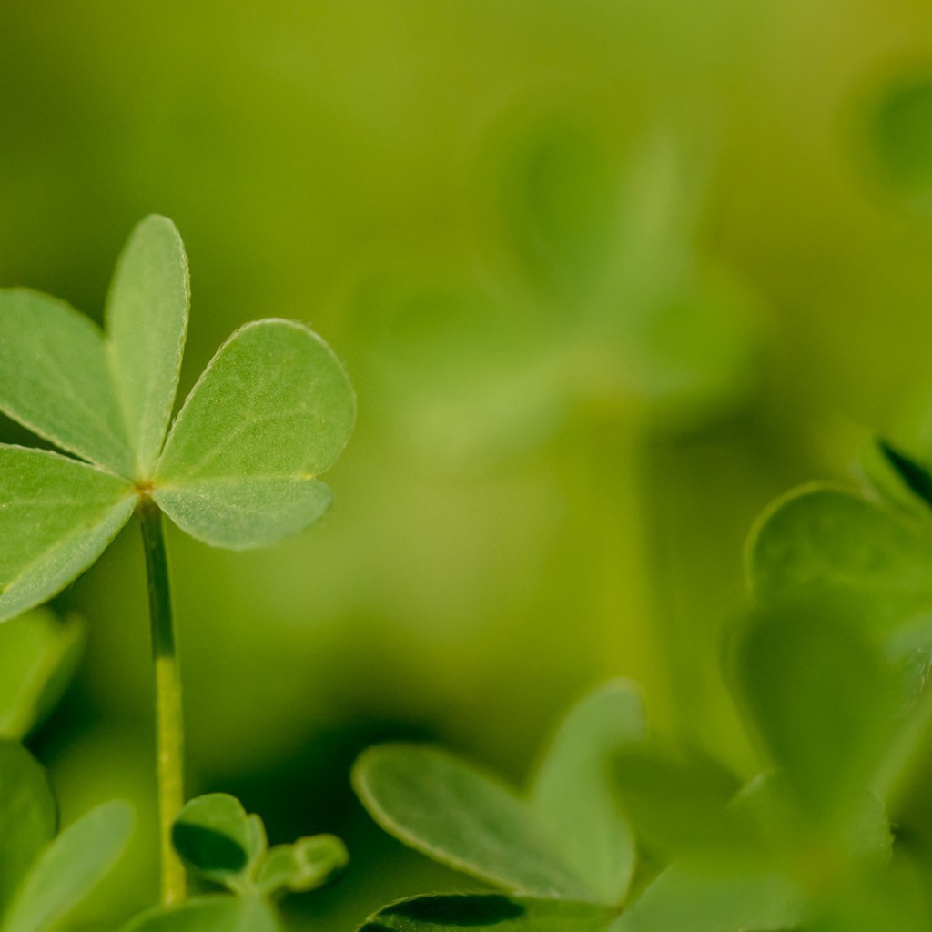 Молодой зеленый листик