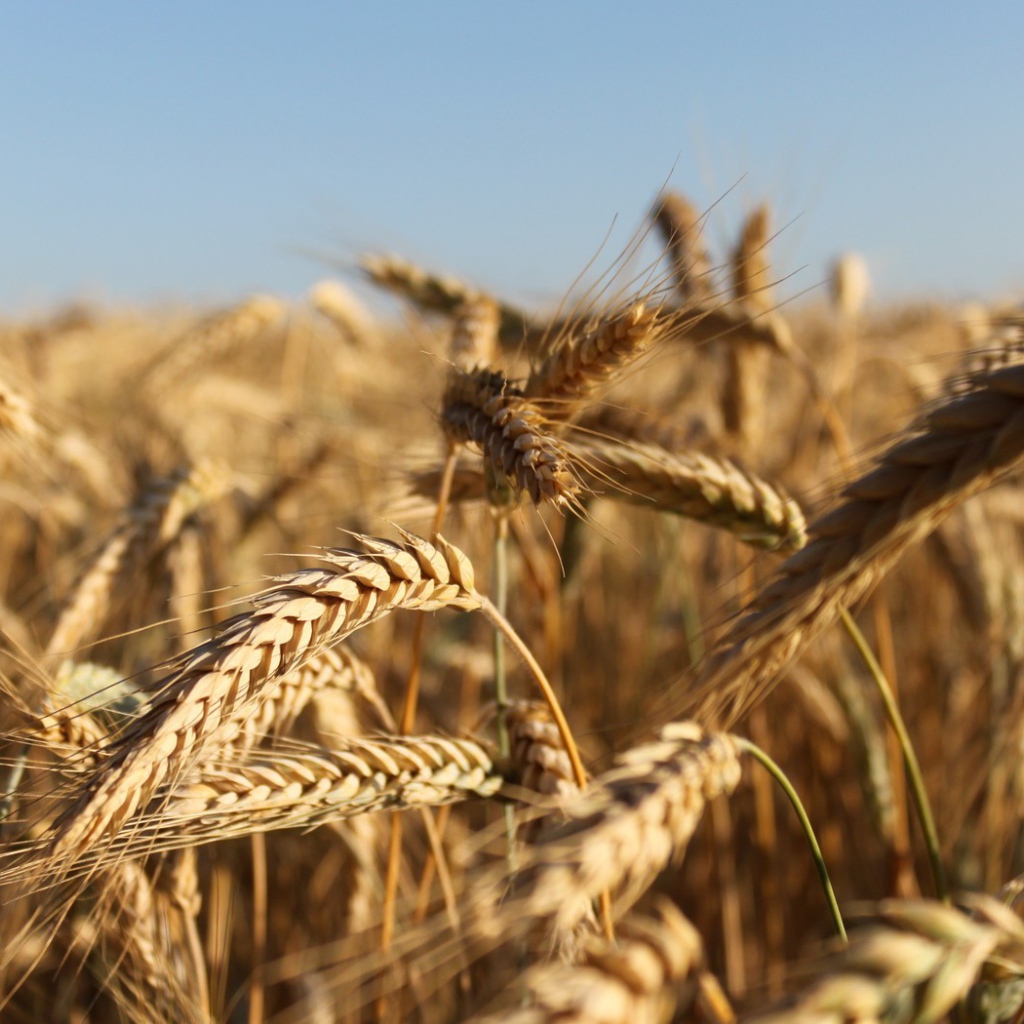 Зрелые колосья пшеницы