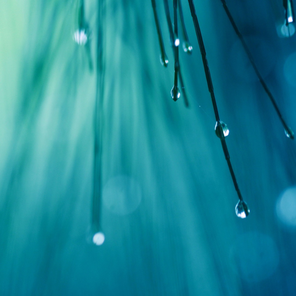 Капли воды на иголках дерева