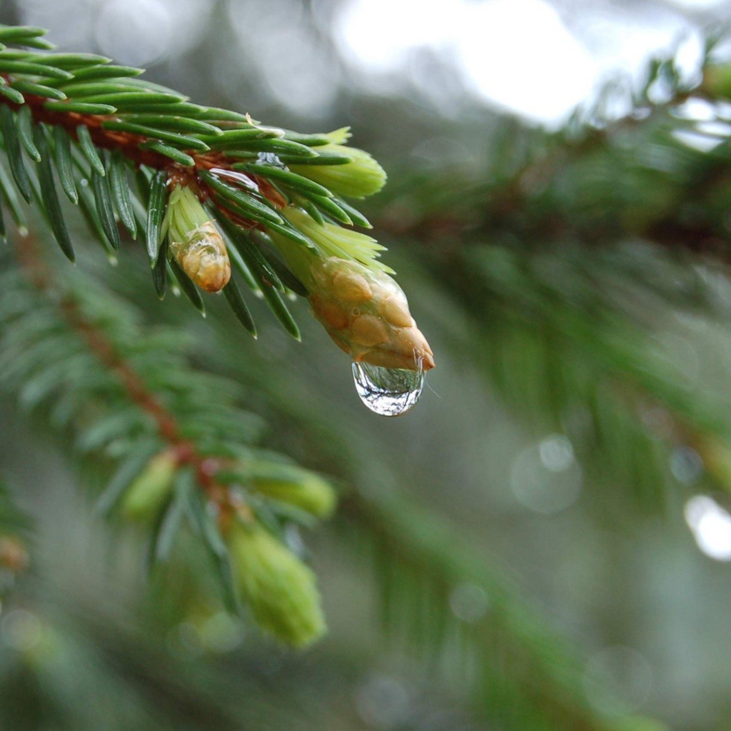 Весенние побеги