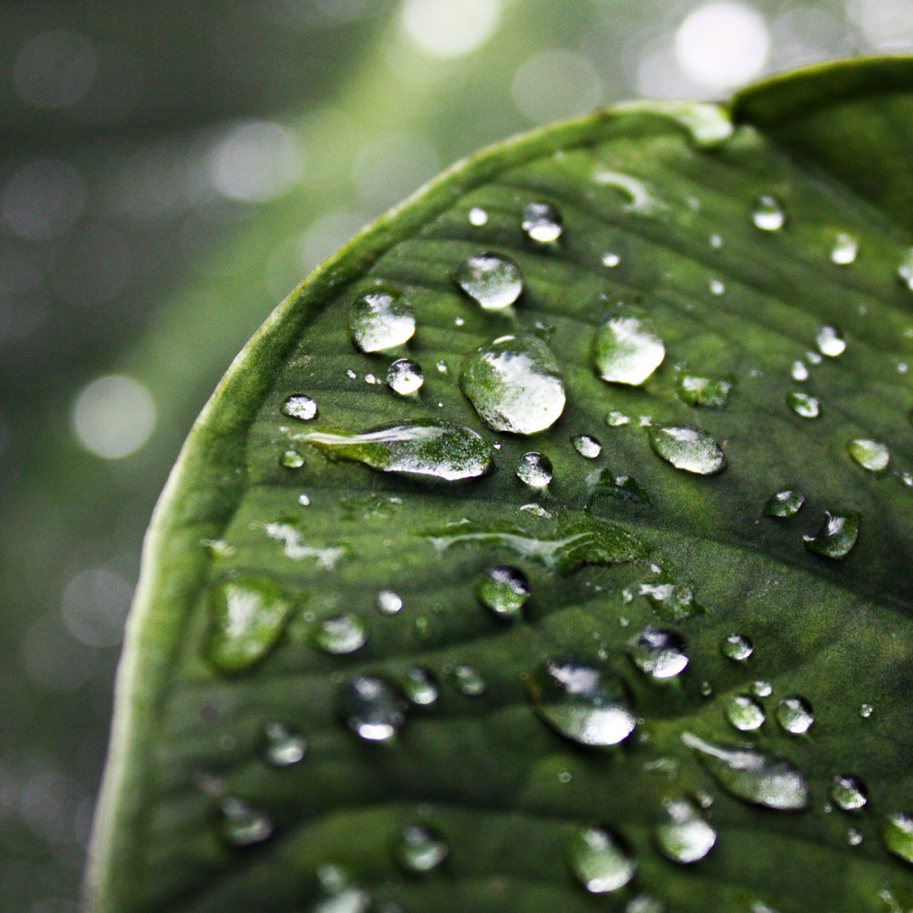 Лист с каплями воды