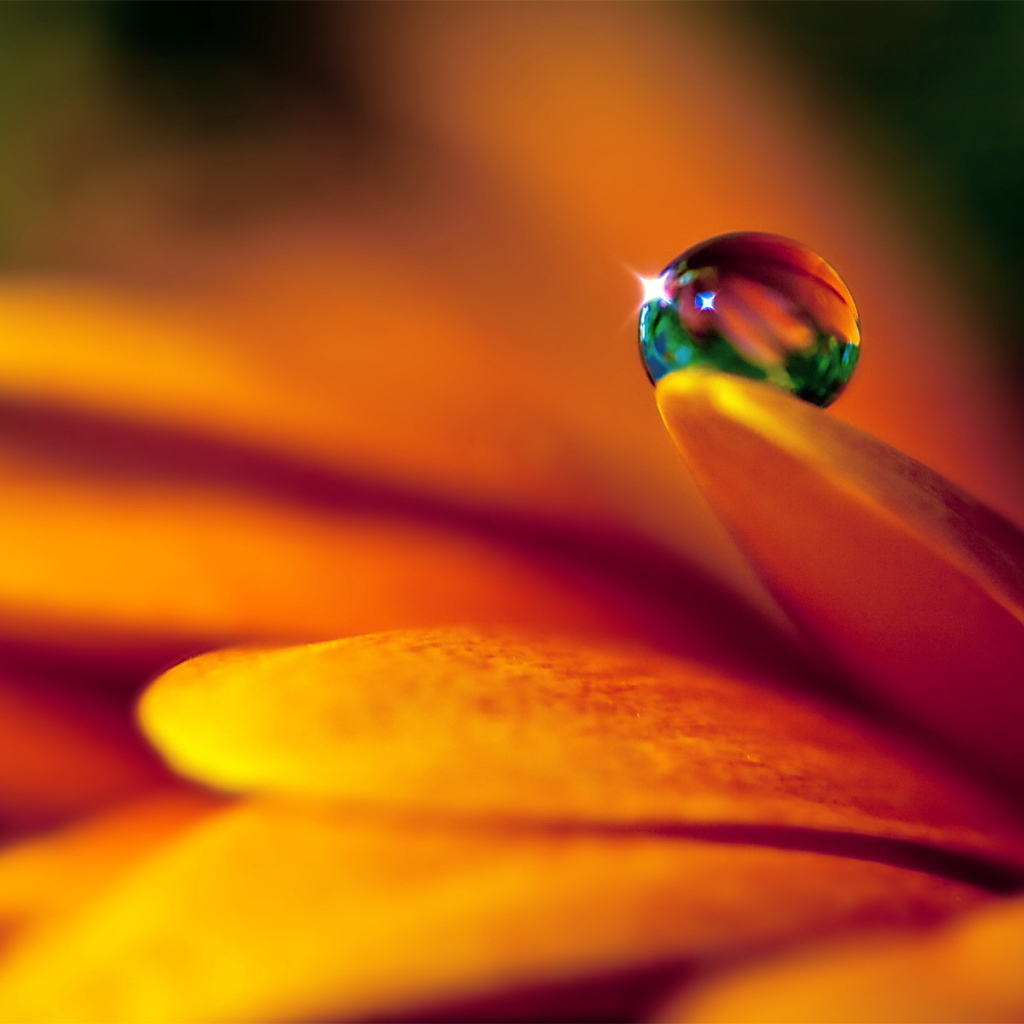 Капля на лепестке