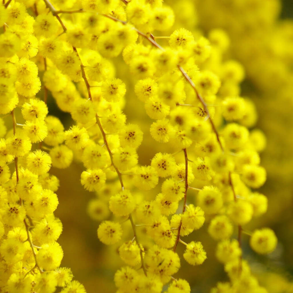 Цветет желтая акация