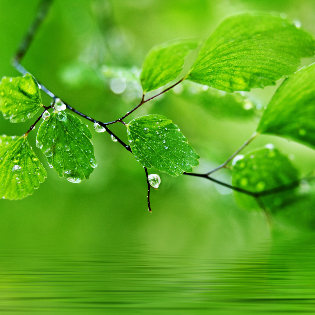 Ветка с каплями