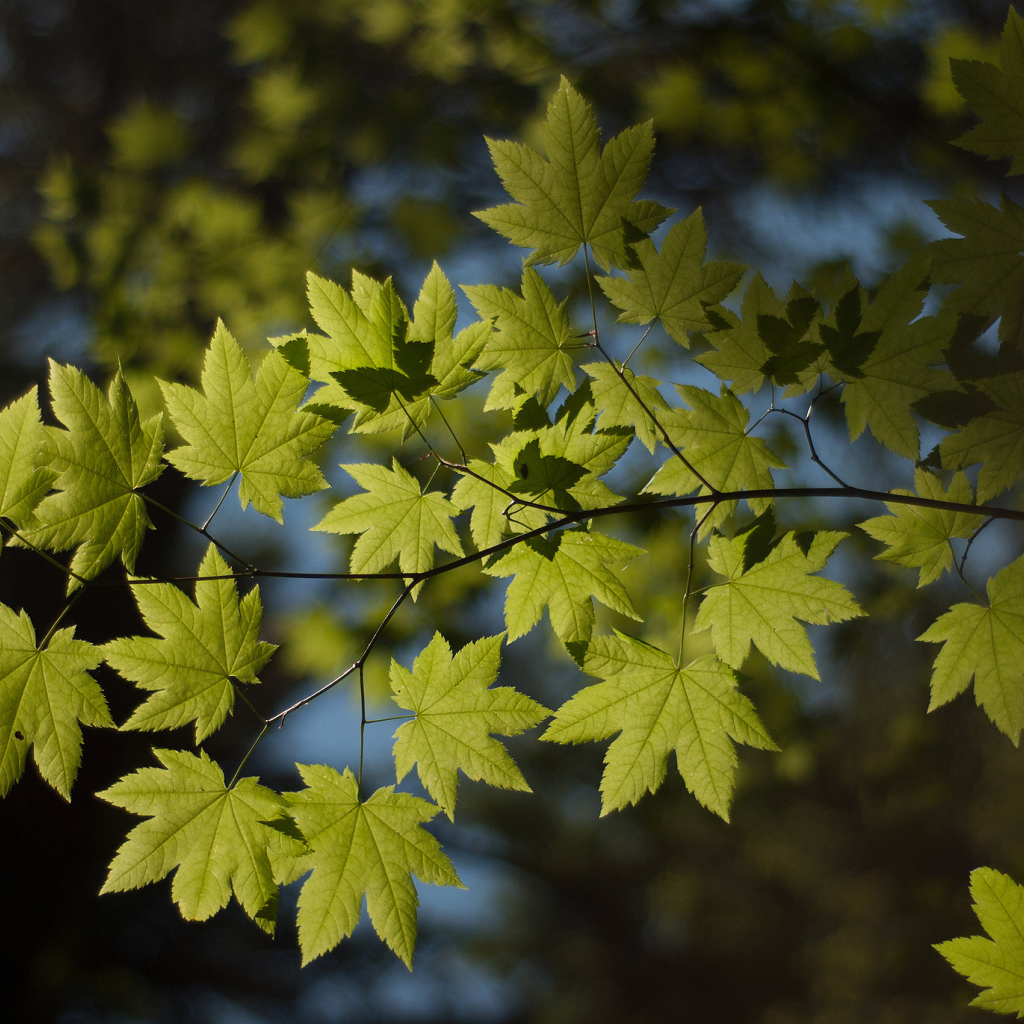 Ветка с листьями
