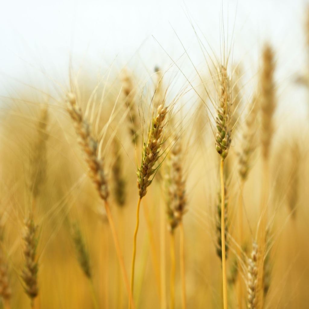 Колосья пшеницы