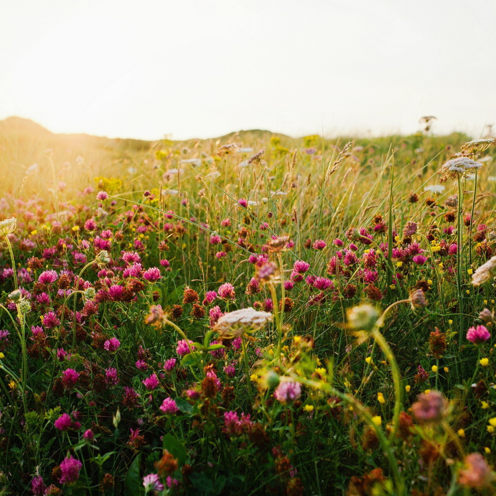 Полевой клевер