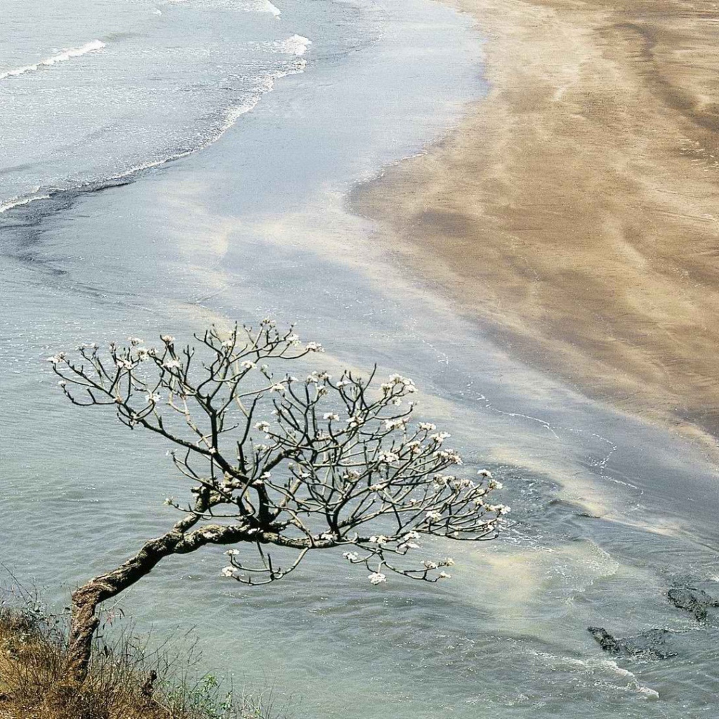 Цветущее дерево в Индии