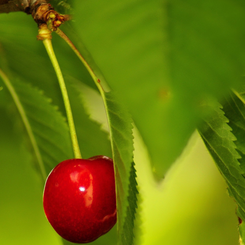 Одинокая вишня