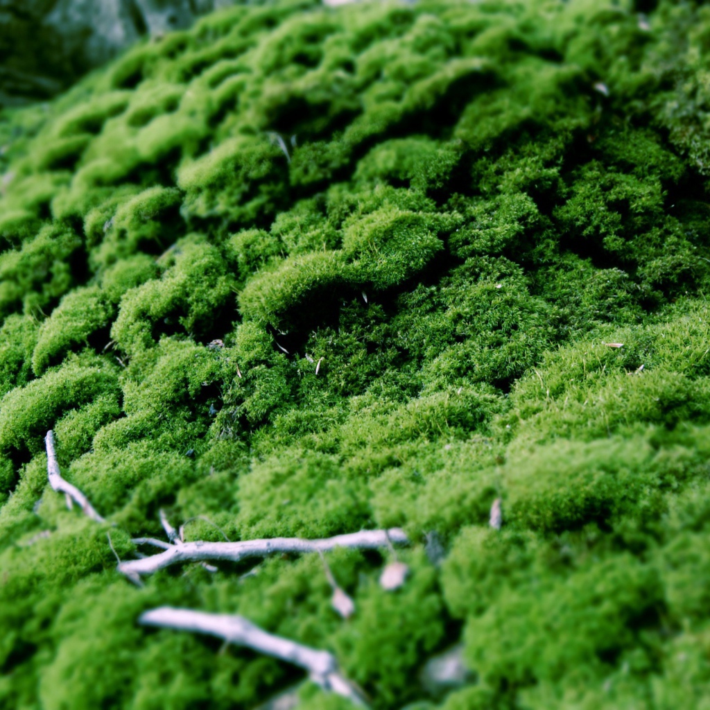 Зеленый мох