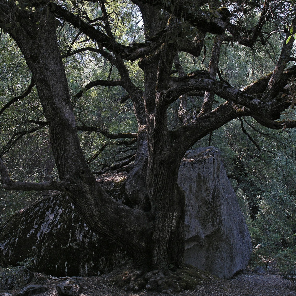 Старое дерево