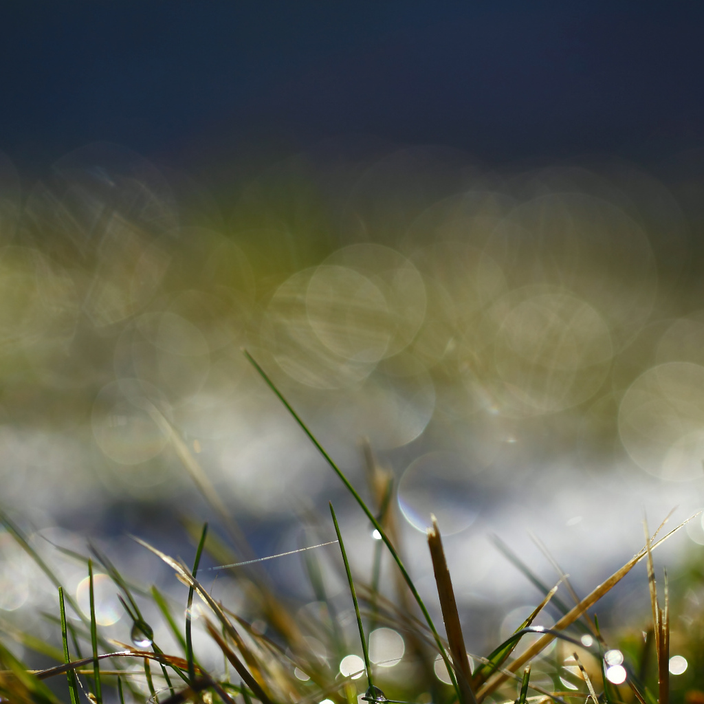 На траве утренняя роса