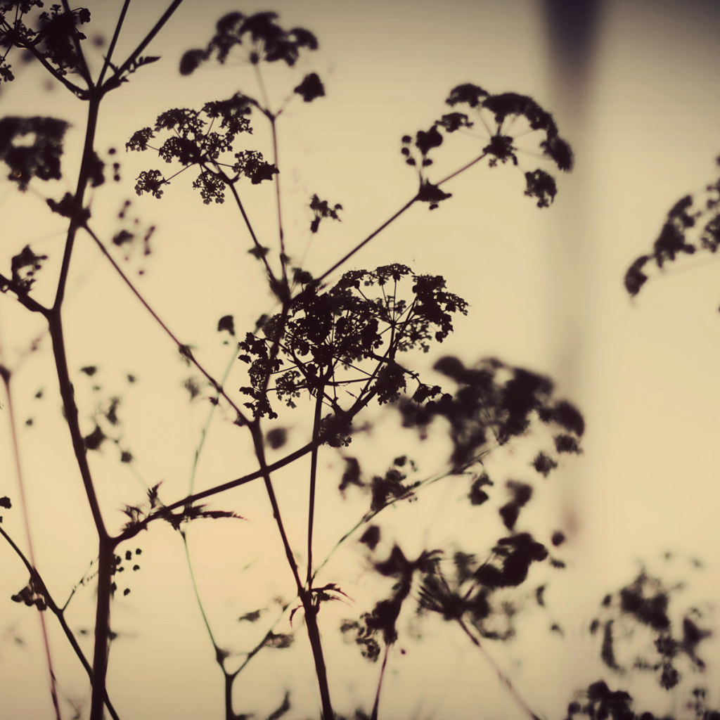 Силуэты растений