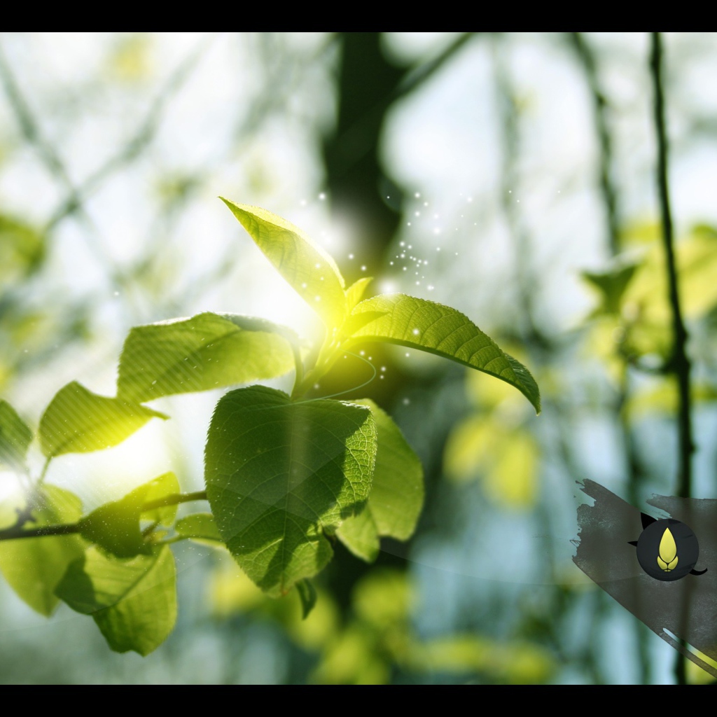 Ветка дерева