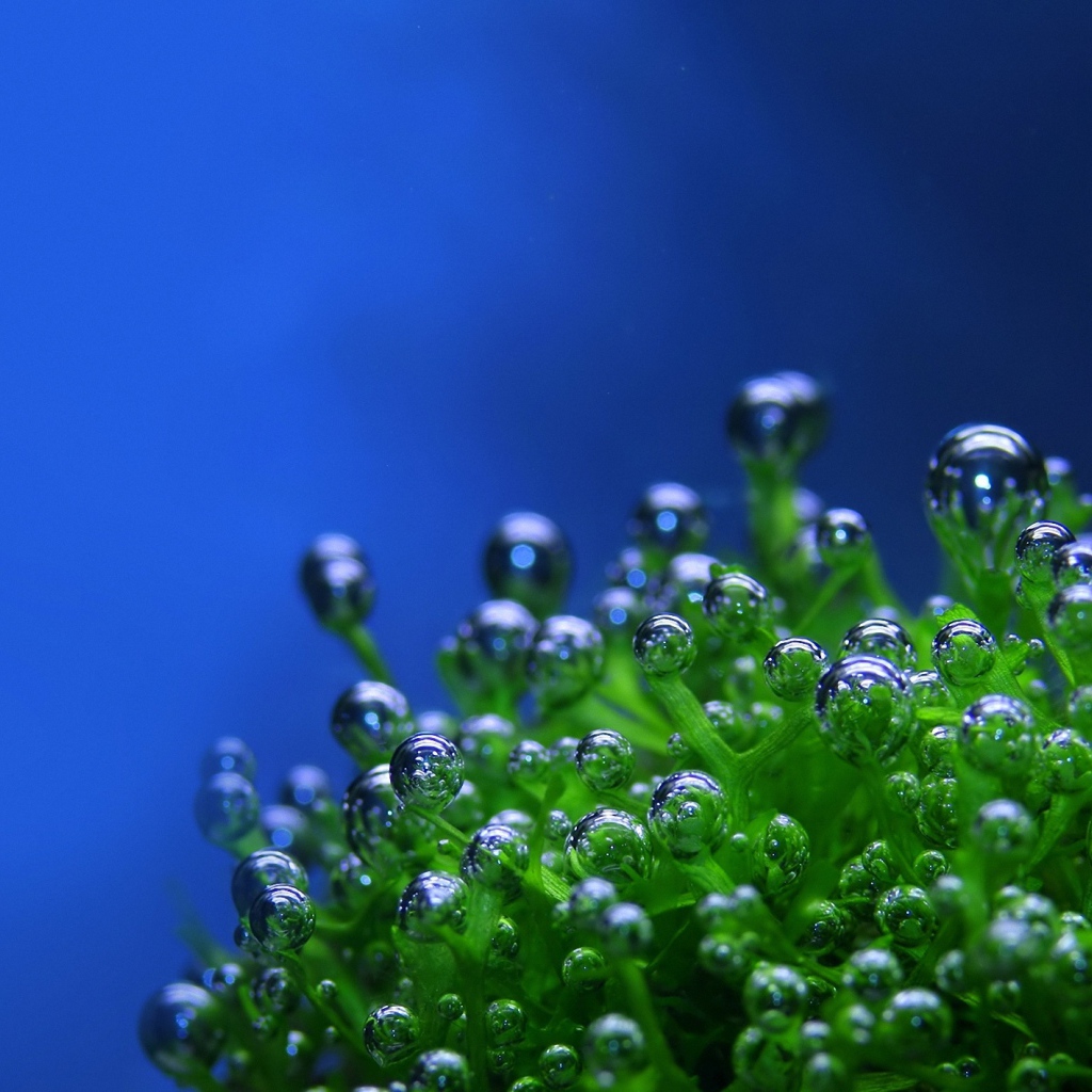 Пузырьки на растении