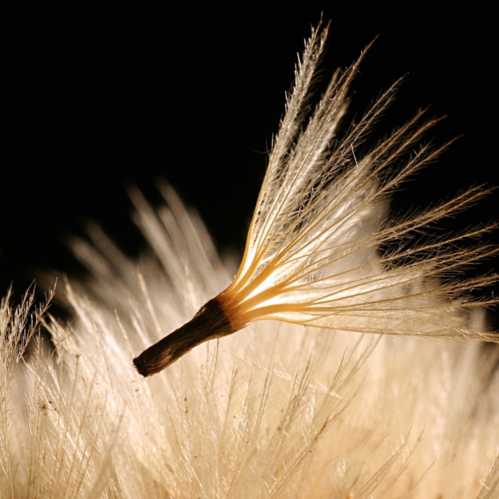 Пушинка одуванчика