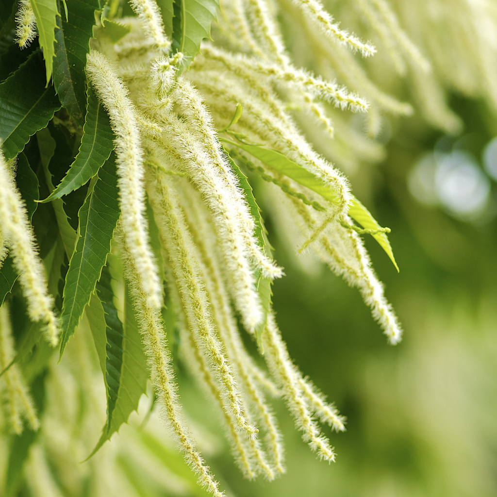 Листья и цветы дерева