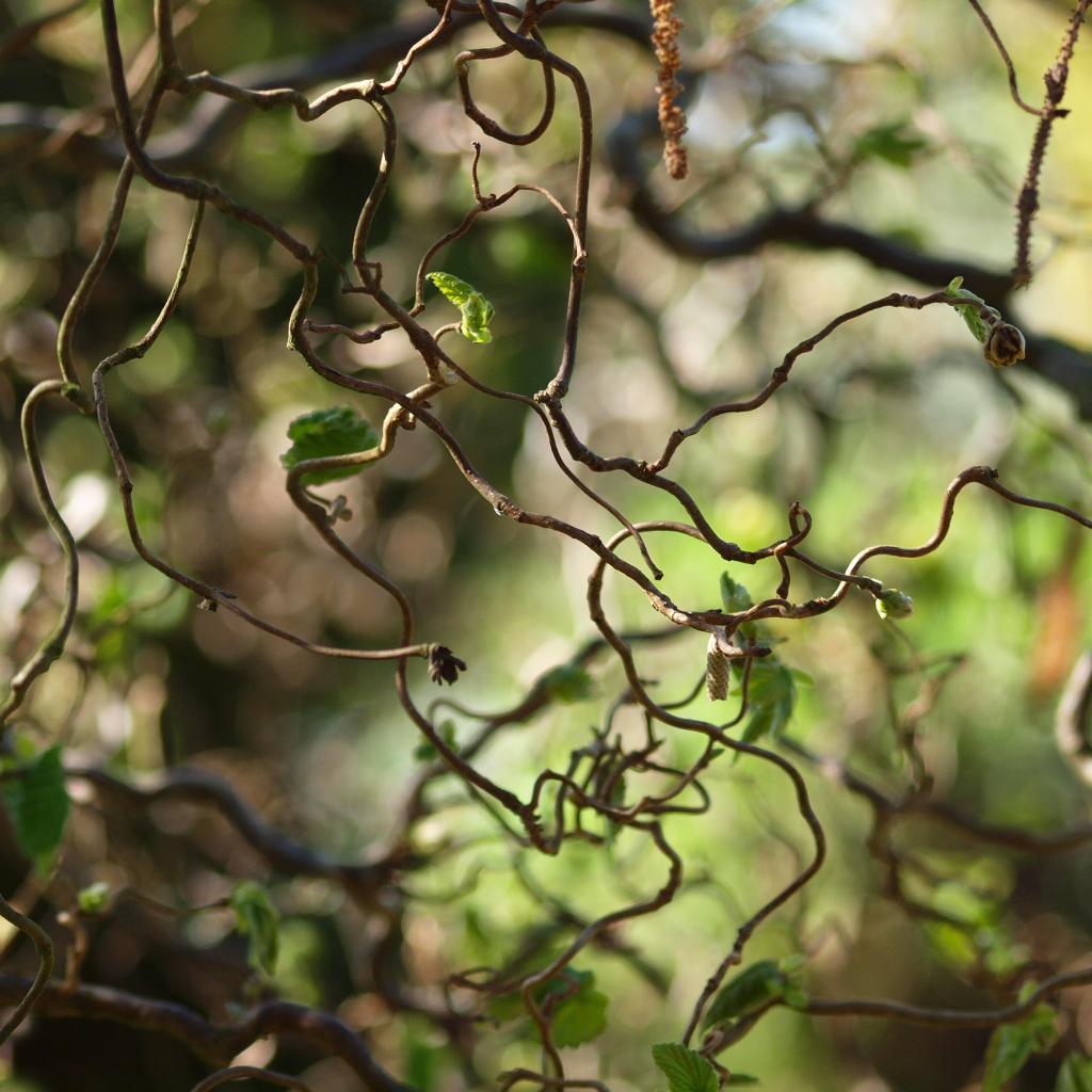 Листья лианы