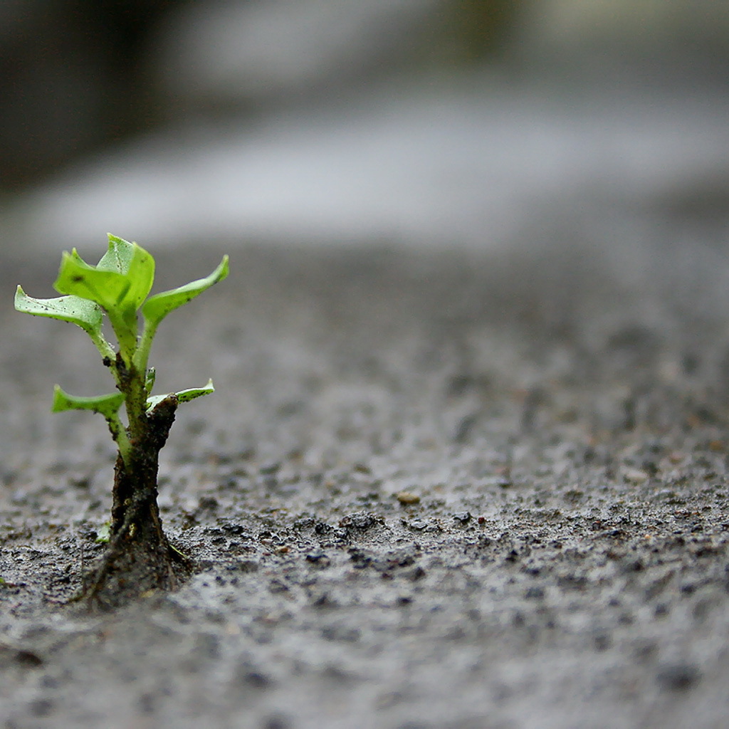 Маленький зеленый росток