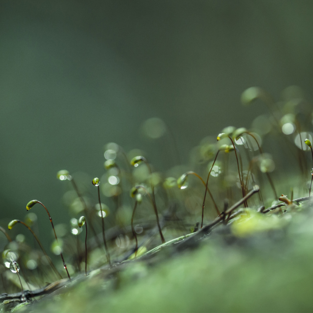 Ростки с каплями воды