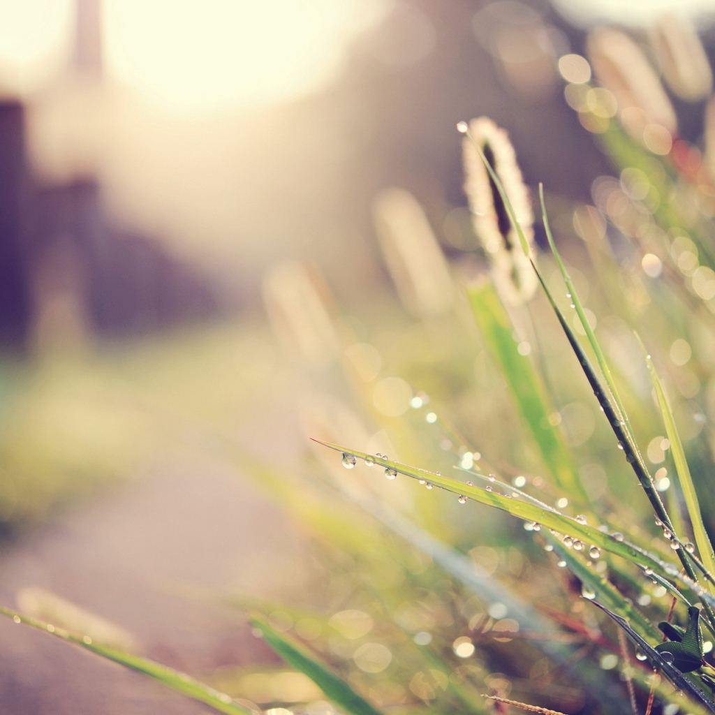 Капли воды на траве