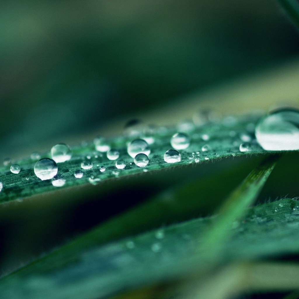 	   Water drops on the leaves