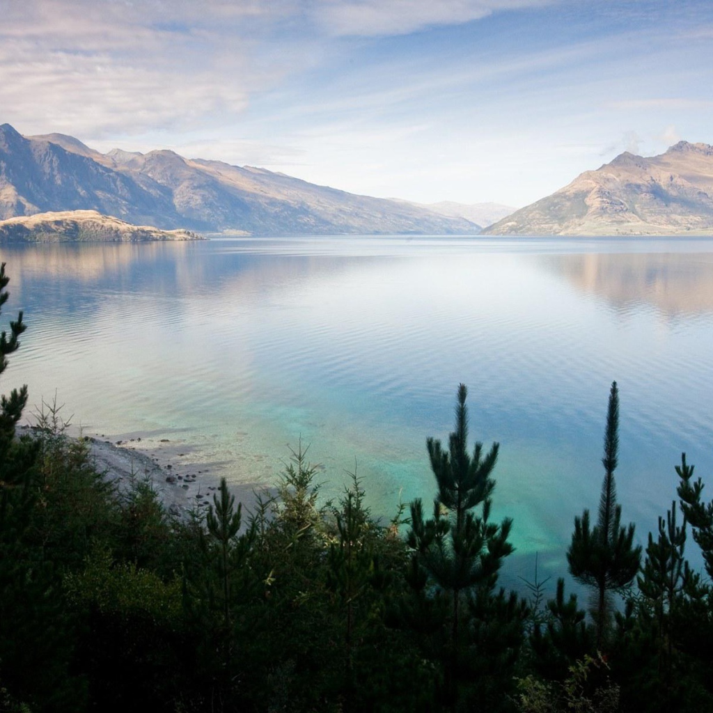 Хвойные деревья на берегу озера