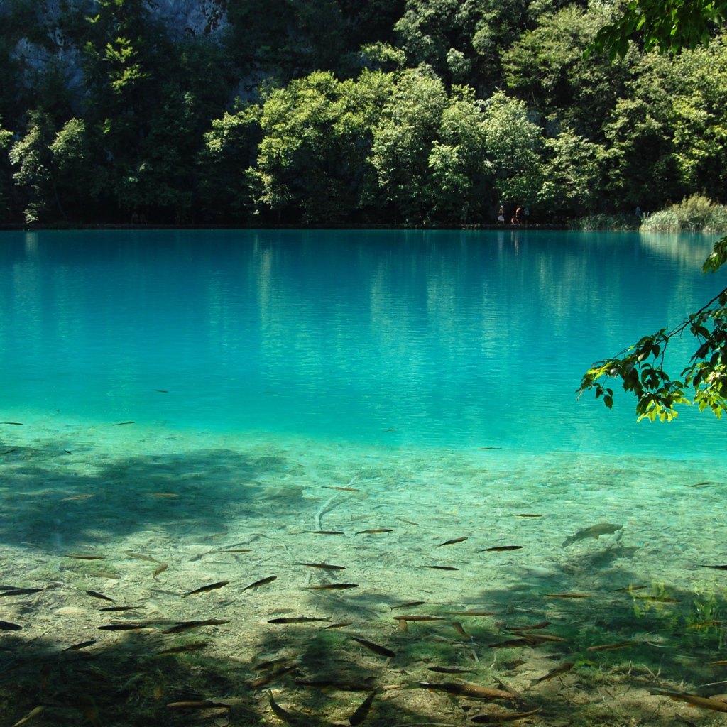 Рыба в чистой воде озера