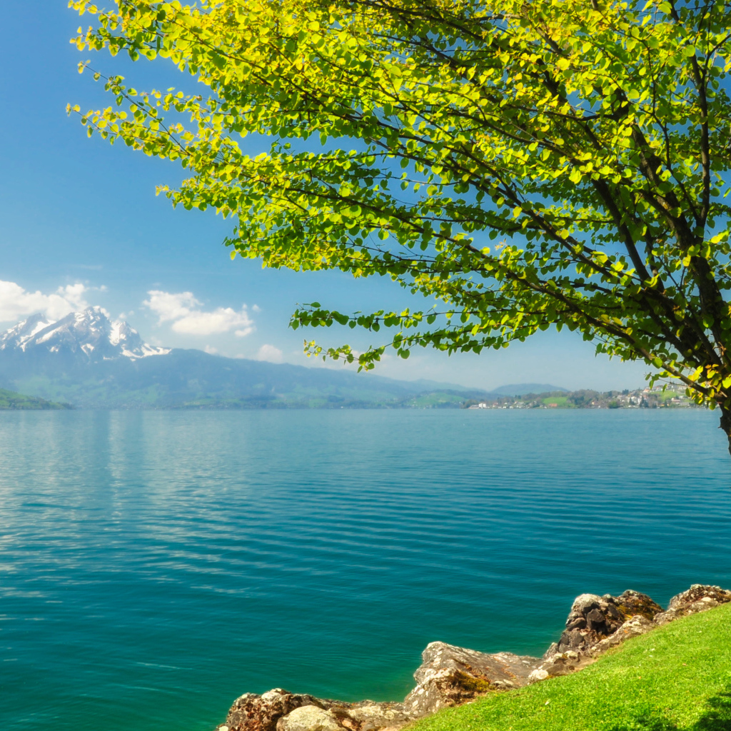 Зеленое дерево на берегу озера