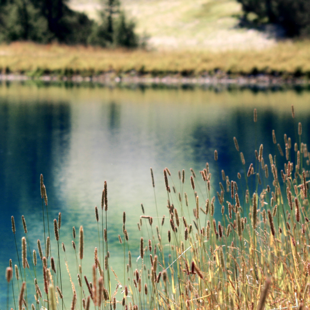 Растения на берегу озера