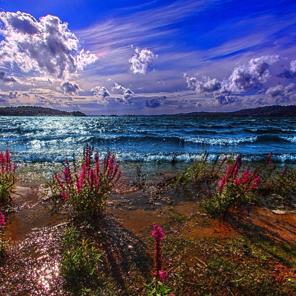 Красные цветы на берегу озера