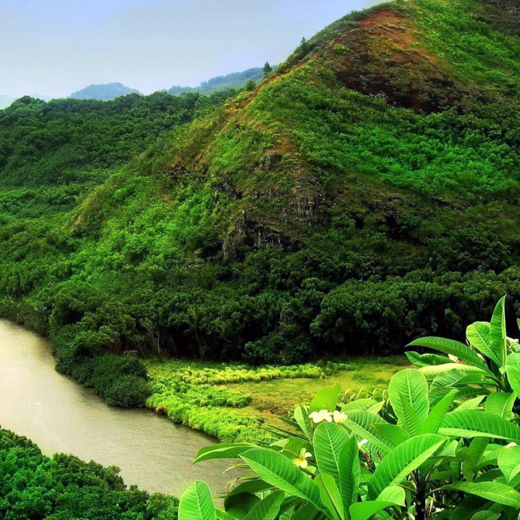 Джунгли вдоль реки