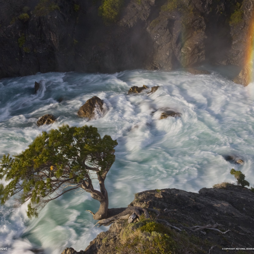 Дерево в горной реке