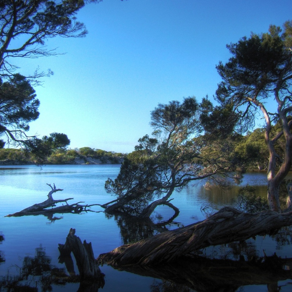 Деревья затопленные водой