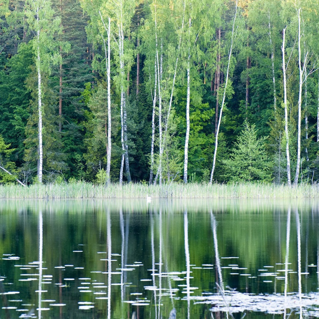 Лесное озеро в Польше