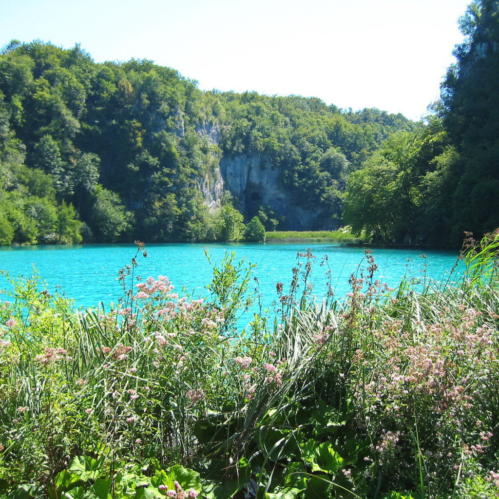 Трава на берегу озера