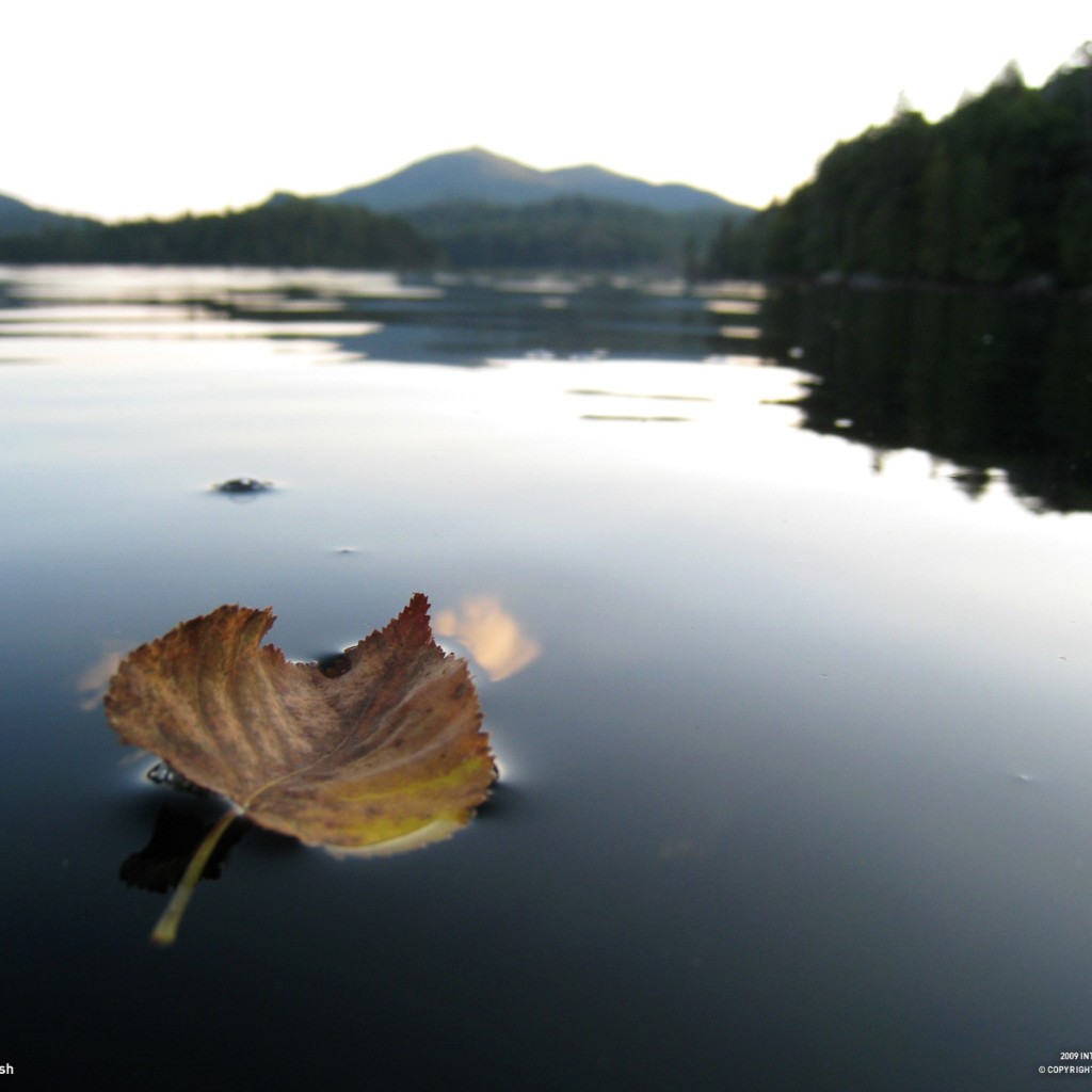Листок на горном озере
