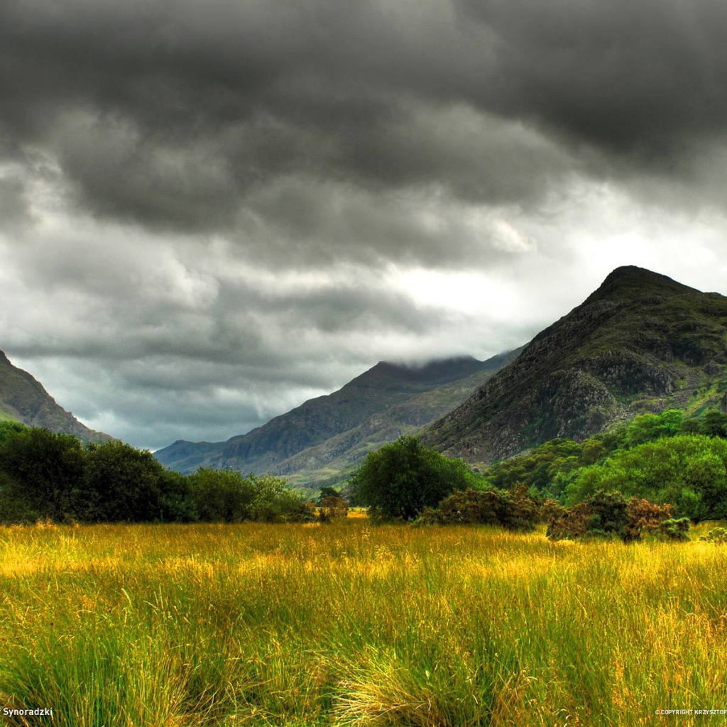Болото заросшее травой